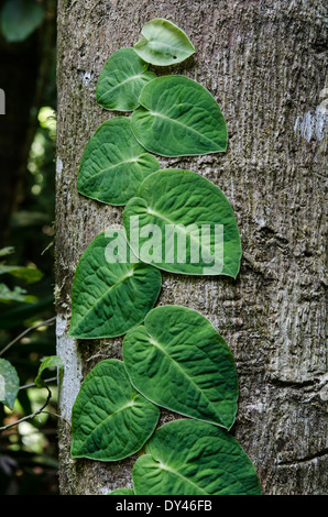 A vine with large green leaves clinching on a tree trunk. Monteverde, Costa Rica. Stock Photo
