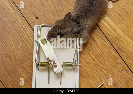 mousetrap with dead mouse on a wooden floor Stock Photo