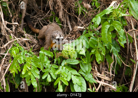 Owl monkey in the Amazon rain forest Stock Photo