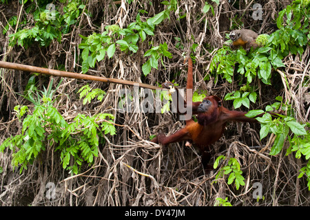 Owl monkey and howler monkey in the Amazon rain forest Stock Photo