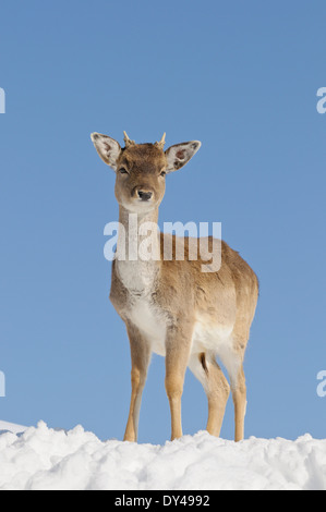 Fallow deer in winter (captured) Stock Photo