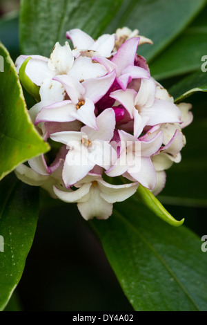 Flower head of the highly scented early spring flowering Daphne odora 'Aureomarginata' Stock Photo