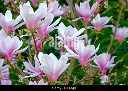 Magnolia blossom in spring time Stock Photo