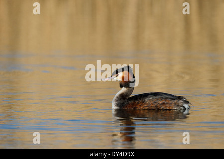 Great-crested grebe, Podiceps cristatus, single bird on water, Shropshire, March 2014