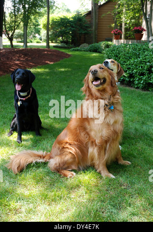 Three dogs sitting at attention on green lawn. Stock Photo