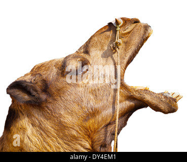 Head of screaming camel, isolated on white background Stock Photo