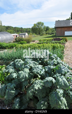 Swiss Chard growing and on sale at farmers market Stock Photo