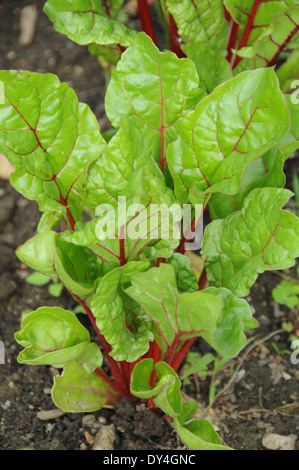 Swiss Chard growing and on sale at farmers market Stock Photo