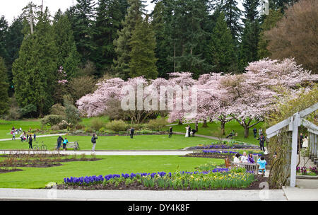 Blossoming cherry trees in the gardens of Stanley Park.  A bride and groom, families, couples photograph the Spring blooms in Vancouver. Stock Photo