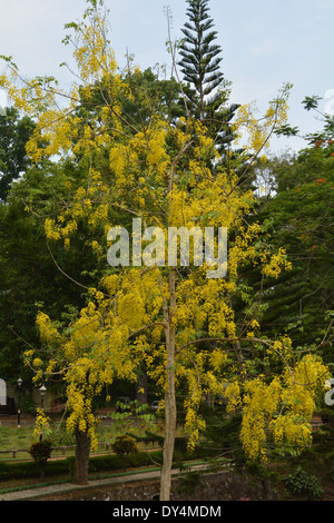 Golden shower tree (Cassia fistula) is Blooming on tree with Blue sky and  Sunlight Stock Photo - Alamy