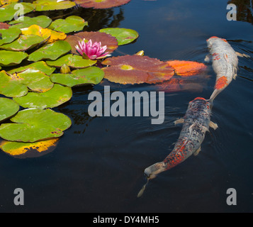 A  lily pond with a lotus flower blooming while two koi fish swim along in the dark water. Stock Photo