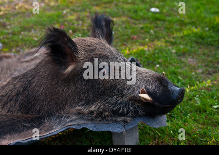 Stuffed wild pig head. Skin killed a wild boar. Stock Photo