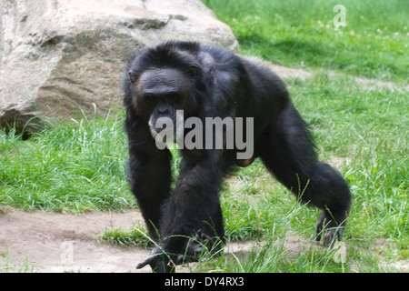 Adult black gorilla walking on grass in a zoo Stock Photo