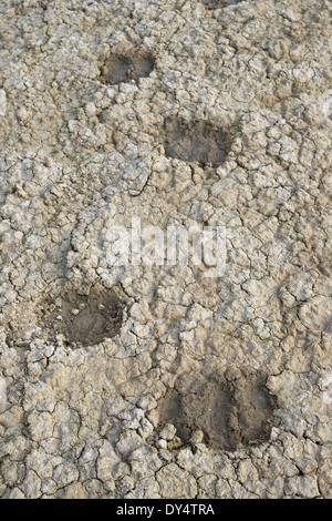 Prints of sheep's hooves in dried soil Stock Photo