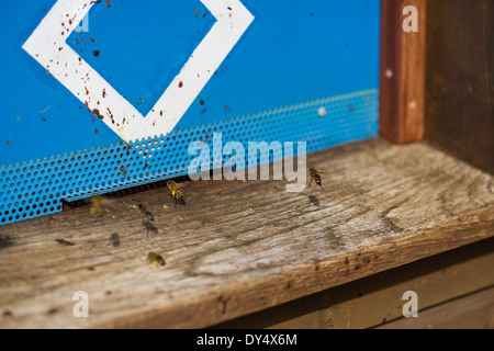 Bees arriving at their beehive Stock Photo