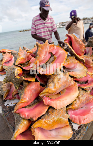 Live fresh conch at the fresh fish market Montagu beach Nassau, Bahamas. Stock Photo
