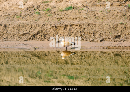 The Chambal River is a tributary to Yamuna River in Central India,forms part of the greater Gangetic drainage system,Rajasthan Stock Photo