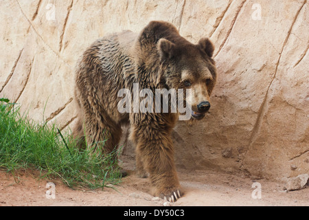 Bear in a zoo Stock Photo