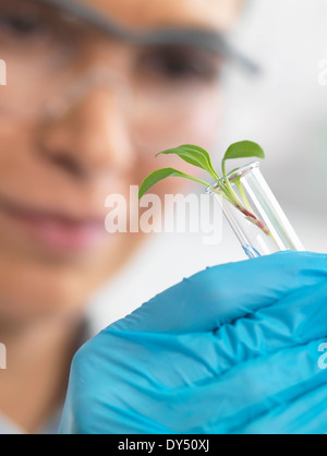 Scientist viewing seedling in test tubes under trial in lab Stock Photo