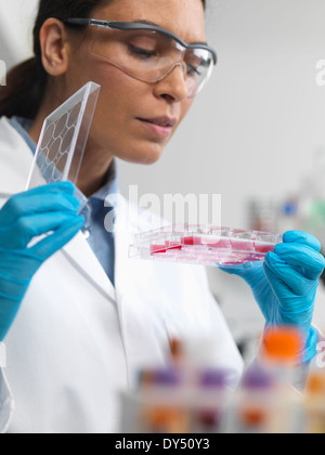 Stem cell research. Female scientist examining cell cultures in multiwell tray Stock Photo