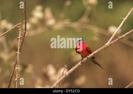 Southern Carmine Bee-eater - Merops nubicoides, Mana Pools National Park, Zimbabwe, Africa Stock Photo