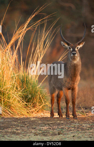 Waterbuck - Kobus ellipsiprymnus - mature bull at dawn, Mana Pools National Park, Zimbabwe, Africa Stock Photo