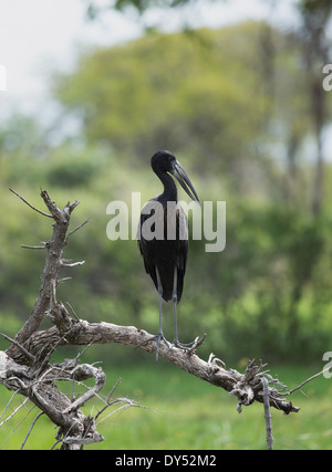 African openbill stork, (Anastomus lamelligerus) Stock Photo