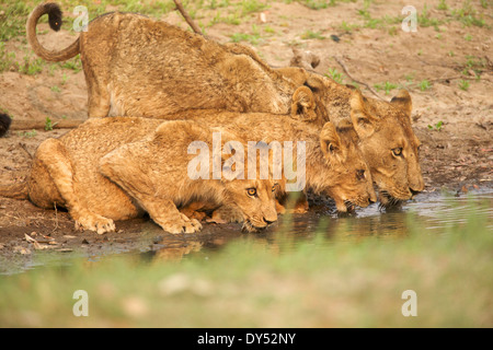 Lioness and young cubs - Panthera leo - drinking at stream Stock Photo
