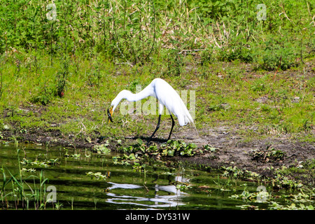 A White Egret enjoying a meal of Eel he caught in the Myaka River FL Stock Photo