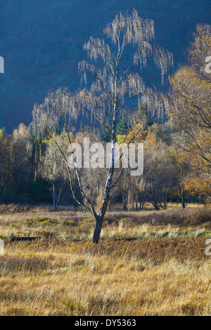 Silver Birch growning in wetland, Borrowdale, English Lake District, Cumbria, North West England, United Kingdom. Stock Photo