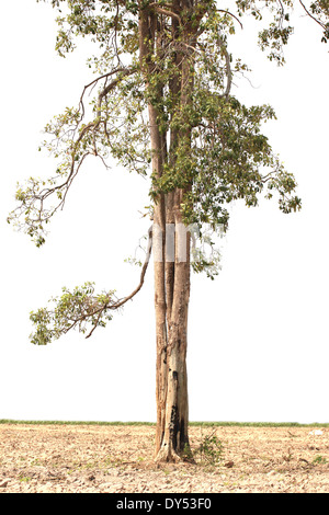 trunk of big tree on white background. Stock Photo