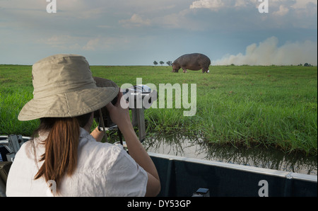 Woman photographing Hippopotamus from safari truck, Kasane, Chobe National Park, Botswana, Africa Stock Photo