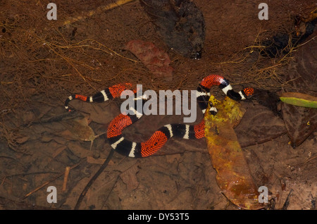 An Aquatic Coral Snake (Micrurus surinamensis) in a shallow creek in the Amazon basin in Peru. Stock Photo