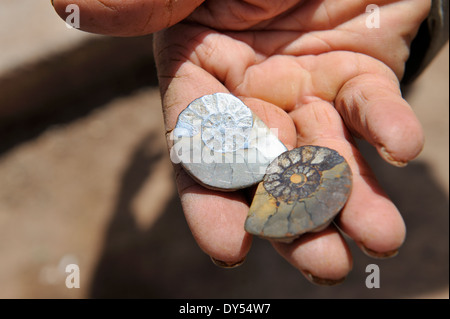 Two small fossil amenities, cut and polished, held in hand Stock Photo