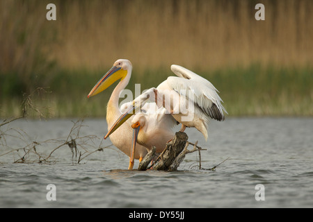 White Pelicans, Danube Delta, Romania Stock Photo
