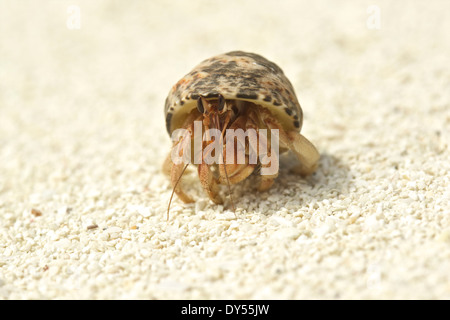Hermit crab in a shell, Maldives Stock Photo