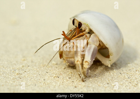 Hermit crab in a shell, Maldives Stock Photo