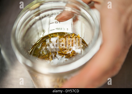 Making a remedy with calendula and olive oil in health foods store Stock Photo