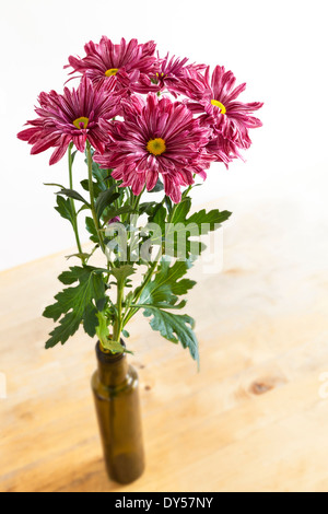 Chrysanthemums. Chrysanthemum flowers in a bottle used as a vase, backlit by sunlight Stock Photo