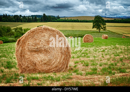 Large round hay bales in the field in Willamette Valley, Oregon Stock Photo