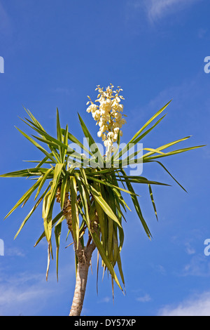 Yucca plant, in flower, against blue sky Stock Photo