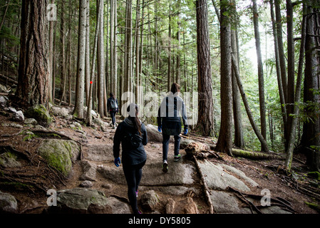 Three young female hikers in forest, Squamish, British Columbia, Canada Stock Photo