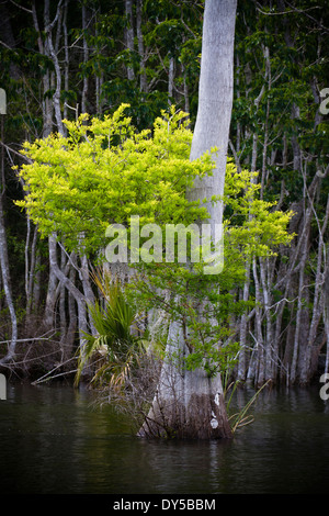 New Growth emerging from a Cypress Trunk along the Suwanee River in Central Florida Stock Photo