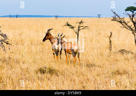 Topi (Tsessebe) (Damaliscus lunatus), Masai Mara National Reserve, Kenya, East Africa, Africa Stock Photo