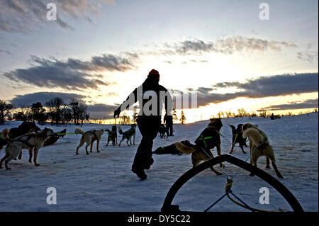 Tromso, Norway. 29th Jan, 2014. Summary:.Tromso Sled Dogs .In February, the sun came back to TromsÃ¸. Well, just a few hours a day, but it means the polar winter is waning. At just over 69Â° N latitude, Tromso is the northernmost city in Norway. Just 25 minutes outside the city limits is TromsÃ¸ Villmarkssenter, an adventure company and home to 300 Alaskan huskies, the most common breed of sled dog. Dog sledding originated around 2000 BC in Siberia or North America and in 1911, Norwegian explorer Roald Amundsen, transported by his team of sled dogs, was the first person to reach the South Stock Photo