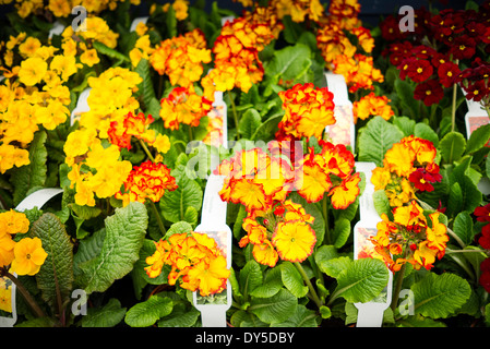 Primrose 'Fire Dragon' plants for sale in UK garden centre Stock Photo