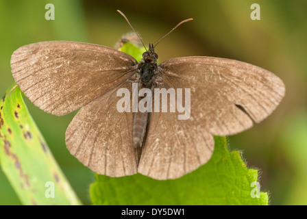 Meadow Brown Butterfly, Maniola jurtina.