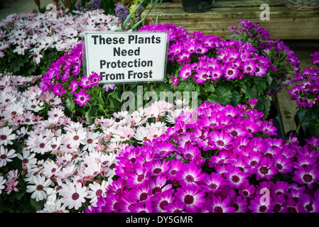 Cineraria plants with frost warning in English garden centre in April Stock Photo