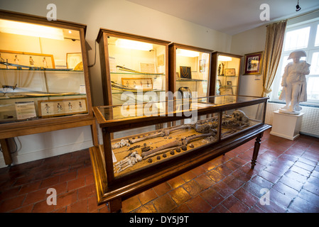 Battle Of Waterloo Hussar Skeleton Ferme Du Caillou Waterloo Belgium | VIEUX-GENAPPE, Belgium — The Hussar's Room at Ferme du Caillou displays the skeletal remains of a French cavalryman recovered from the Waterloo battlefield, laid out in a glass case beside period sabers and armor. A marble bust of Napoleon Bonaparte stands nearby. The farmhouse itself served as the emperor's last headquarters on the eve of his defeat on June 18, 1815. Stock Photo