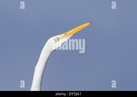 Close-up of a Great Egret (Ardea alba) Stock Photo